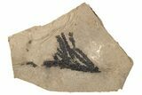 Conifer (Chamaecyparis?) Fossil - McAbee, BC #271349-1